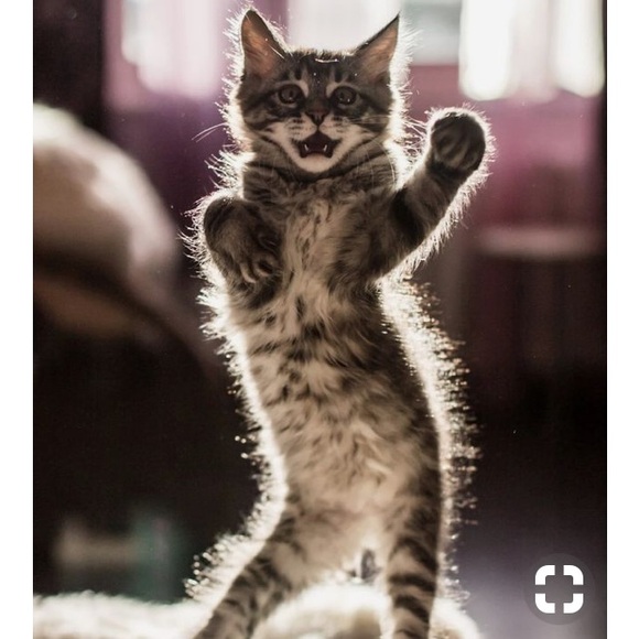 Meet your Posher, Thelisa - Picture 1 of 1